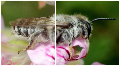 Réf. 260 250 : Megachile ericetorum